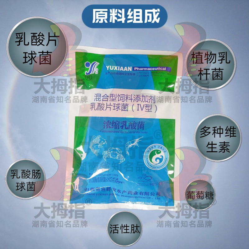 浓缩乳酸菌